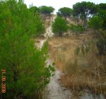 El rio.jpg