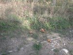PICT0026 (Copiar).JPG