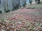 Foto0775.jpg