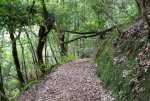 sendero-tenerife.jpg