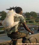 cabra-en-bicicleta-imagen.jpg