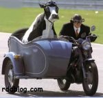 vaca-motera.jpg