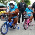 fotos_chistosas_de_animales_1[1].jpg