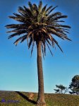 palmera.jpg