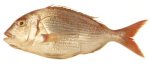 el-besugo-un-pescado-muy-codiciado-en-los-restaurantes.jpg