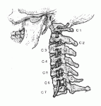 anatomia-columna-vertebral_image002.gif