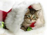 gato navide&#241;o.jpg
