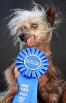 worlds-ugliest-dog.jpg