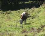 Resize of PICT0648.JPG