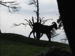 IMG_0984.JPG