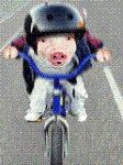 Cerdito-en-Bicicleta-cerdito-infantiles-graciosos-divertidos-266837.gif