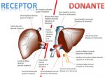 hepatico.jpg