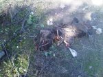 Las Rozas de Madrid-20120107-00117.jpg