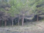Photo71.JPG