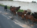 muela del tiron 052.jpg