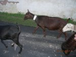 muela del tiron 053.jpg