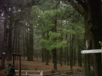 Imagen 009.gif