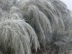 coccido frio 006_1.jpg