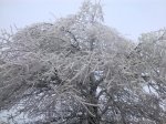coccido frio 007_1.jpg