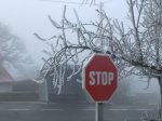 coccido frio 009_1.jpg