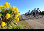 opqs-flower.jpg