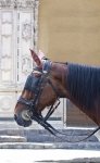 5539764-una-cabeza-de-caballo-en-una-antigua-calle-anteojeras.jpg