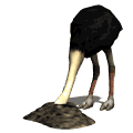 AVESTRUZ.gif