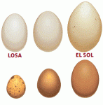 Tipos-de-huevos.gif