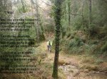 el bosque.jpg