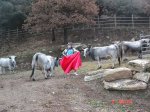 Torero3.jpg