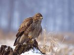 230px-Buteo_buteo_1_(Lukasz_Lukasik).jpg