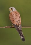 200px-Common_kestrel_falco_tinnunculus.jpg