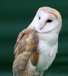 200px-Tyto_alba_close_up.jpg