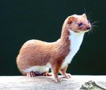 260px-Mustela_nivalis_-British_Wildlife_Centre-4.jpg