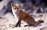 230px-Vulpes_vulpes_sitting.jpg