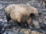 250px-WildZwijn_cropped.jpg