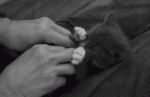 tumblr_llvdf5B88A1qexy9mo1_500.gif