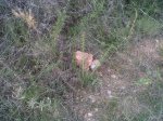 IMG00343-20120206-1107.jpg