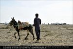qatar12st05-donkey.jpg