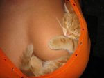 gato.jpg