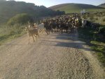 cabras.jpg
