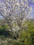 primavera.jpg