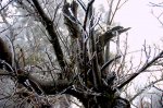 DSC_1467.JPG