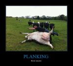 CR_537565_planking.jpg