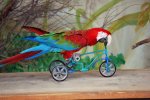 loro_en_bicicleta.jpg