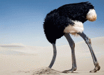 avestruz.gif