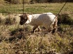 IMG_0056.jpg