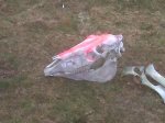 IMG-20120226-00009.jpg