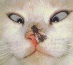 mosca_cojonera11.jpg