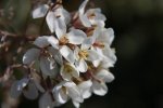 flores.JPG